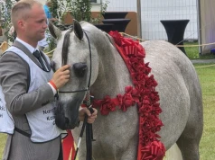 Dni Konia Arabskiego: Aukcja “Pride of Poland”