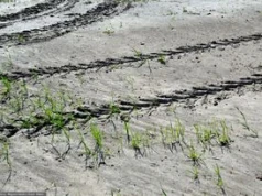 Upały zdewastowały pola. Rolnicy chcą ogłoszenia klęski żywiołowej