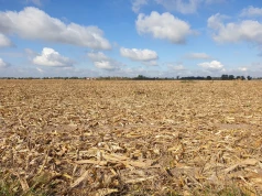 Będą odszkodowania dla rolników za straty od gradobicia i upałów