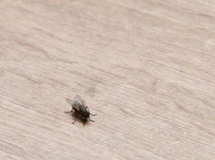 Muchy nie dają ci spokoju? Rozsyp to na blacie i naturalnie odstrasz owady