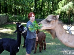 Zaczęło się od dwóch alpak i trzech kóz. Dziś w zagrodzie mieszka ponad 100 zwierząt