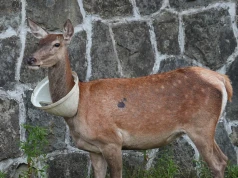 Zaskakujący widok na ulicach Zakopanego. Na szyi ma nietypowy przedmiot