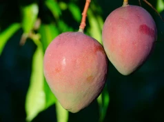 Mus z mango z Gerbera kosztuje 62 zł za kg. Rodzice znaleźli na Allegro zamiennik za 16 zł