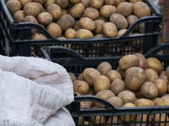 Aktualne ceny ziemniaków. W hurcie kilkadziesiąt groszy, ale są sposoby by dostać więcej