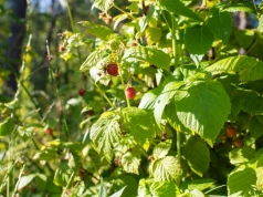 Maliny po 18 zł/kg, 4 t/ha. Trudny sezon dla plantatorów