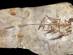 Dlaczego dinozaury nie mogły być wielkości chomika? Przełomowa analiza