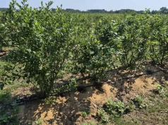 Borówki po zbiorach. Co teraz na plantacji?