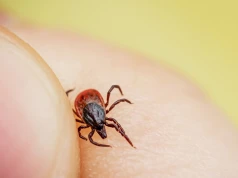 Coraz więcej przypadków alergii na mięso. Powstaje po ukąszeniu
