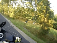 Dwa wilki spokojnie szły poboczem drogi pod Rzeszowem. To kolejne takie zgłoszenie