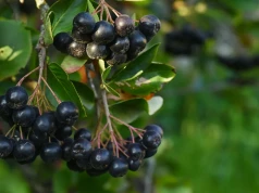 Wystartowały zbiory aronii. Plantatorzy mówią o cenie wyjściowej