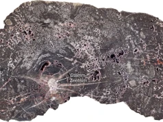 Skamieniałe drewno przechowało 300 milionów lat historii Ziemi. Geologiczna kapsuła czasu robi furorę