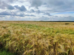 Rolnicy kończą żniwa – plony w powiecie tarnowskim mniejsze niż rok temu