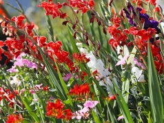 Ogród botaniczny w Kielcach kusi nie tylko wzrok, ale i węch