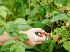 Maliny droższe, ale plantatorzy nie kryją rozczarowania. Jest jeden problem