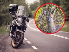 Groźna sytuacja na DK77 na Podkarpaciu. Motocyklista zderzył się z sarną