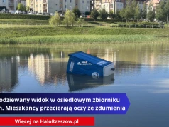 Niespodziewany widok w osiedlowym zbiorniku wodnym. Mieszkańcy przecierają oczy ze zdumienia