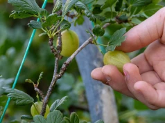 Kwaśny? Tylko z pozoru. Ten owoc pod skórką skrywa samo dobro. Jelita go uwielbiają