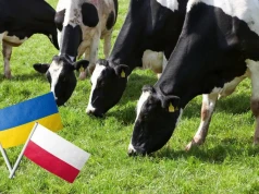 Ukraina szykuje mleczarską ofensywę. Polska może mieć poważny problem