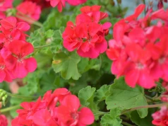 Witaminowy nawóz do pelargonii. Wzmocnione kwitną oficie do przymrozków