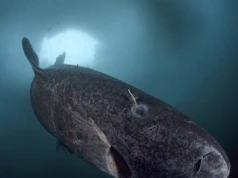Ryba jest prawdziwą rekordzistką. Długość życia to nawet 500 lat