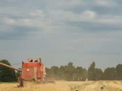 Ich obecność wieszczy koniec lata. Niezwykłe widoki na polskich polach
