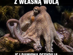 Osiem rąk i żadnego kierownika