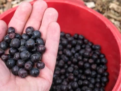 Ceny aronii wystrzeliły. Tyle plantatorzy chcą za kilogram owoców