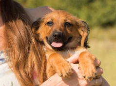 Masz w planach adopcję czworonoga? Możesz zyskać nawet 1500 zł na konto