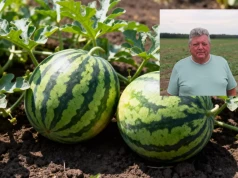 Polskie arbuzy wygrywają z importowanymi. Plantator wyjaśnia, skąd bierze się ich smak