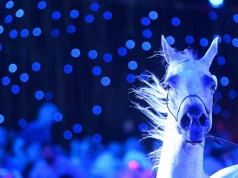 Milion euro za konie w Janowie. Embrion bez nowego właściciela