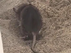Szczur na plaży w Maspalomas. Zaskakujące nagranie turysty