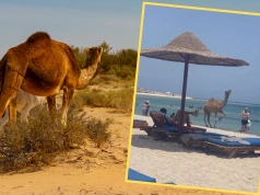 Dziki wielbłąd wbiegł na plażę w Egipcie. Nagranie Polaka obiegło sieć