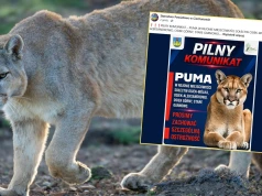 Niebezpieczny drapieżnik widziany na Mazowszu. Pilny apel służb