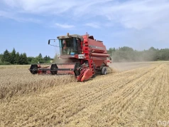 Ceny pszenicy 10.08.2026. Nawet 140 zł/t różnicy między skupami