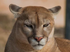 Puma grasuje w lasach na Mazowszu. Wydano pilne ostrzeżenie