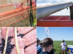 Żniwa pokazały różnice odmianowe. Na nowy sezon wybieraj stabilne odmiany i zadbaj o dobry start rzepaku
