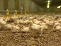 52 ogniska rzekomego pomoru drobiu i ponad 3,7 mln uśmierconych ptaków. Co z pomocą dla rolników?