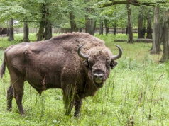 Puszcza Białowieska – ciekawostki i co warto zobaczyć