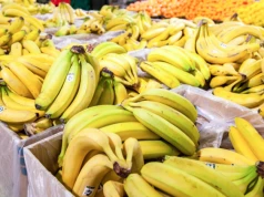 Kryjówka pająków czy naturalna część owoców? Poznaj prawdę o bananach