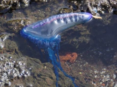 Plaże w europejskich kurortach zamykane. Wszystko przez zagrożenie z oceanu. Macki mają nawet 50 metrów