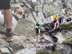 „Szczyt głupoty" Przewodnik tatrzański pokazał jak turyści wchodzą z psami na Rysy, a niektórzy nawet je wnoszą