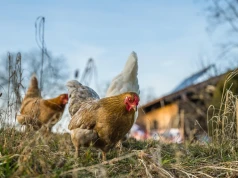 Jak pogodzić ekologiczny chów drobiu z bioasekuracją? Ministerstwo wyjaśnia