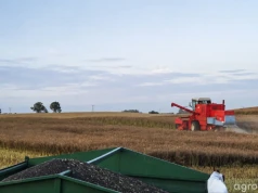 Ceny rzepaku 11.08.2026. Skupy dzieli już 110 zł/t. Gdzie płacą najwięcej?