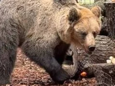 Nowy lokator w ZOO Wrocław! Przyjechał niedźwiedź brunatny Artur
