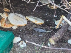 Deratyzacja trwa, a ktoś zostawia jedzenie dla szczurów. Problem w Turku