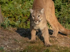 Alarm na Mazowszu. W lasach może grasować puma