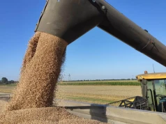 Ceny pszenicy na Ukrainie lecą w dół. Producenci nie pokrywają kosztów