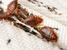 Blokuje otwory oddechowe pluskiew. Badacze na tropie nowego sposobu walki z insektami