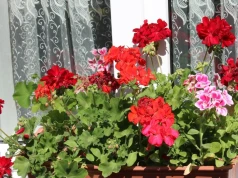 Dwie łyżki wystarczą. Pelargonie w mig pokryją się kolorowymi kwiatami