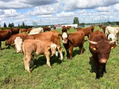 Ceny bydła w dół? Byki straciły nawet 2 zł/kg. Ile płacą skupy?